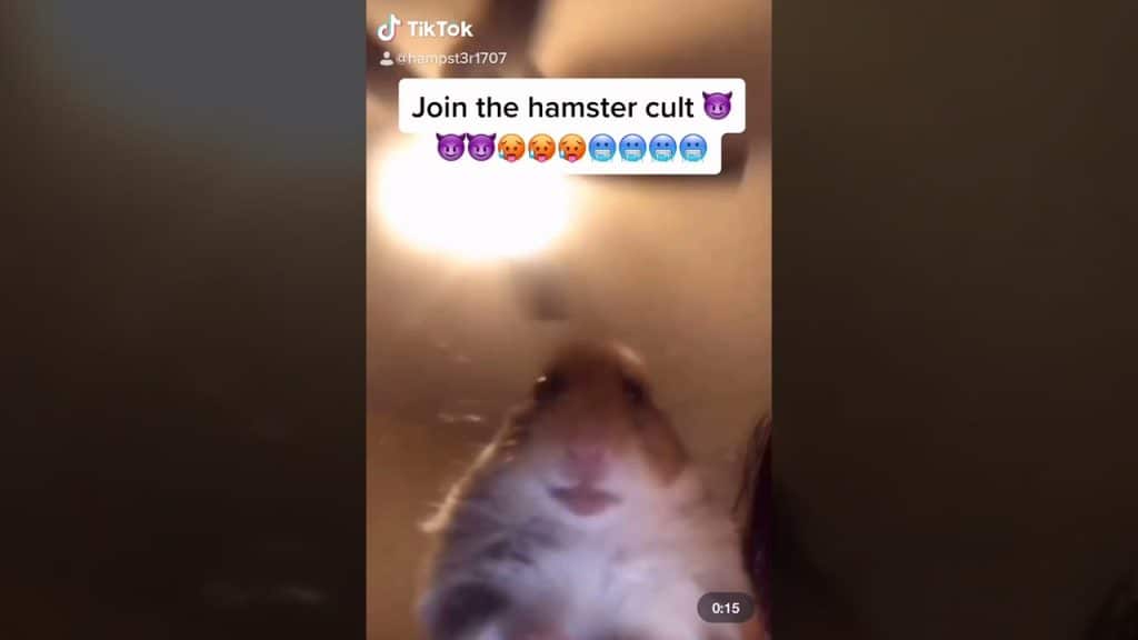 A War Between The Lana Del Rey Cult And Hamster Cult Is On Fire On ...